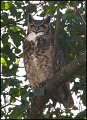 _1SB4013 great-horned owl